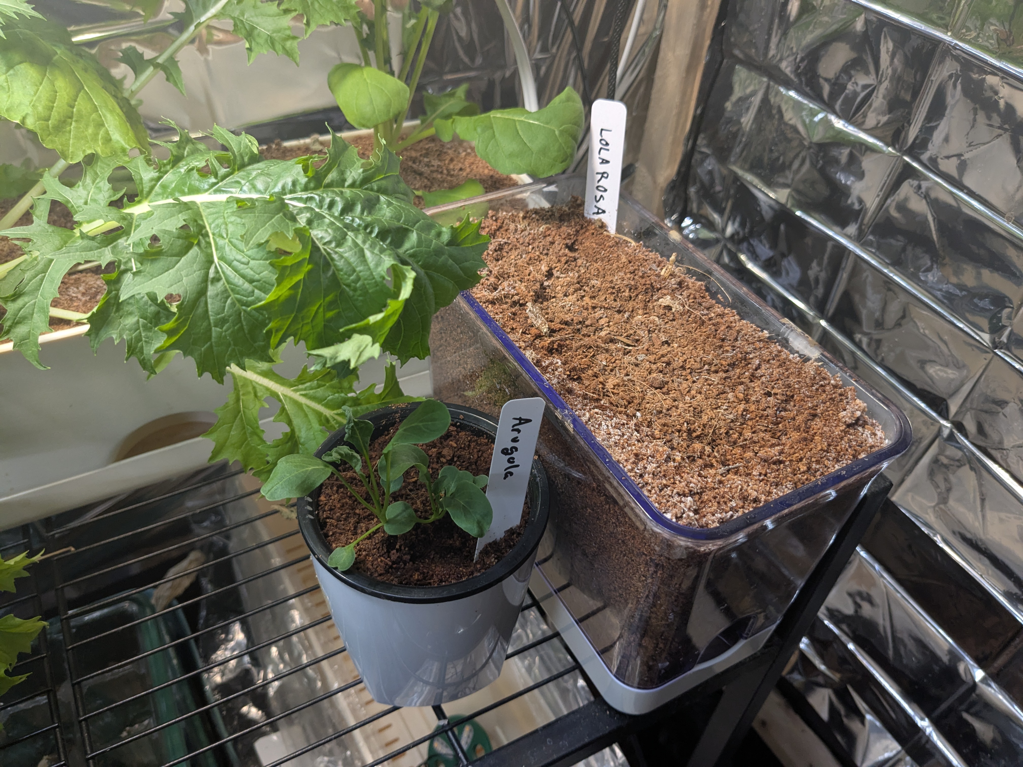 arugula