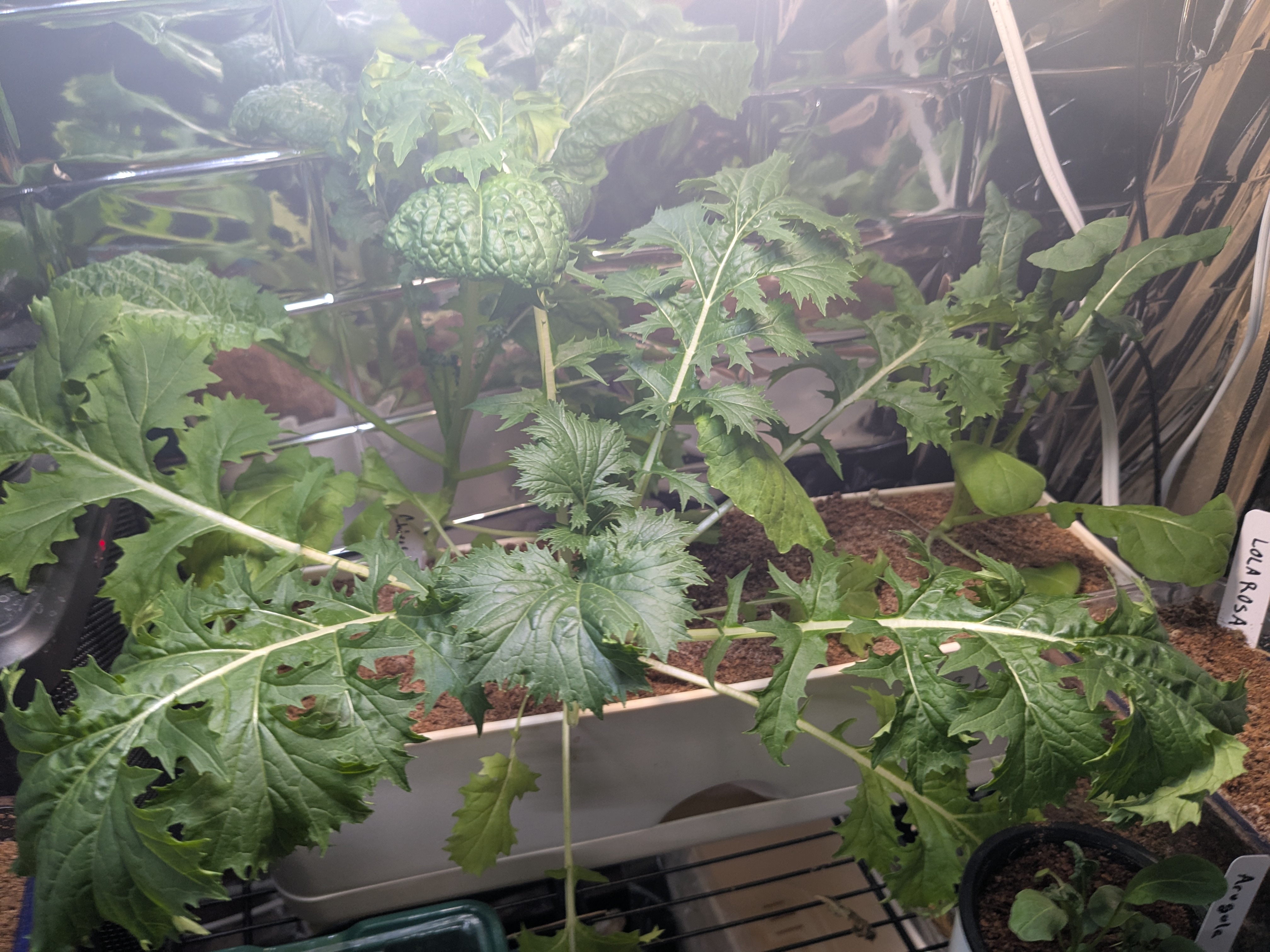 Growing Lettuce Indoors